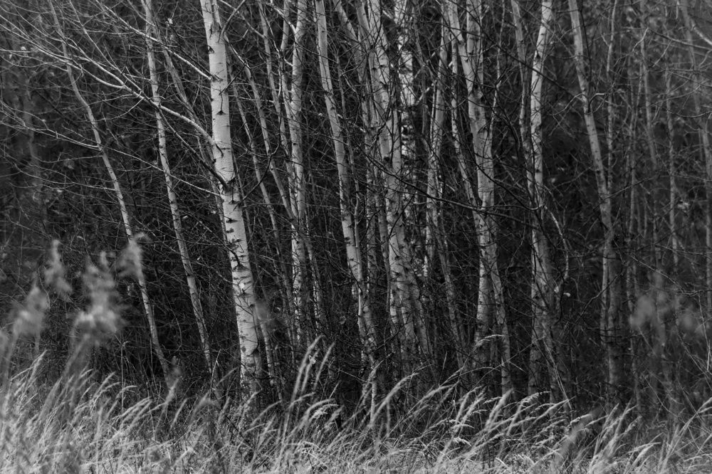 Photograph by Тимофей Ведясов