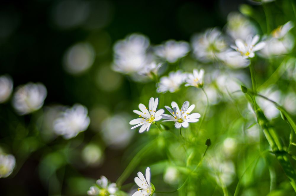 Photograph by Денис Полушин