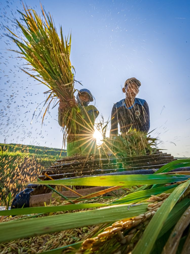 Rice farmers