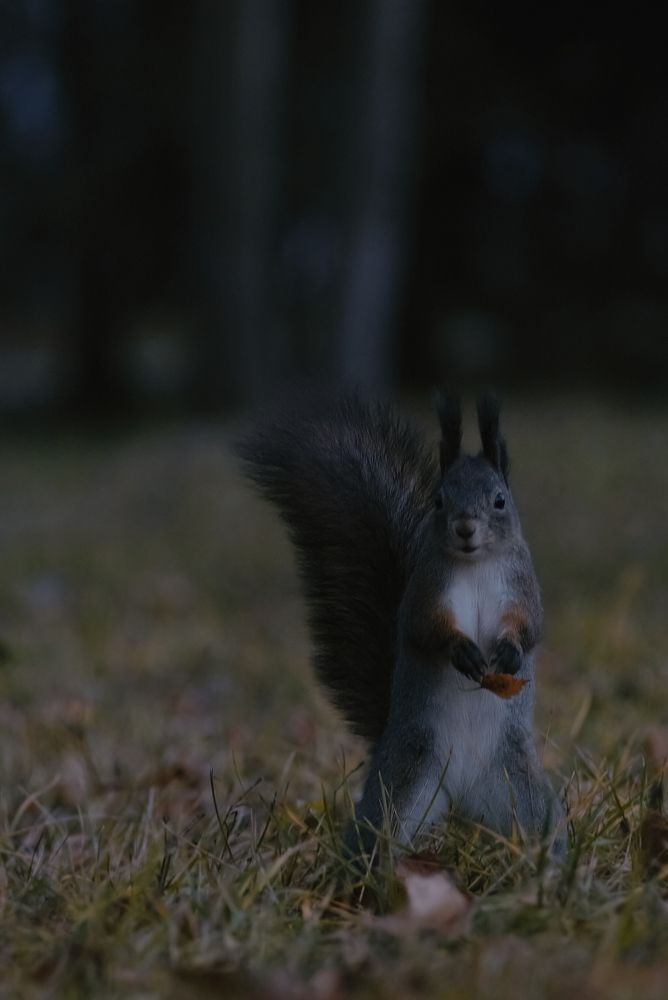 Squirrel