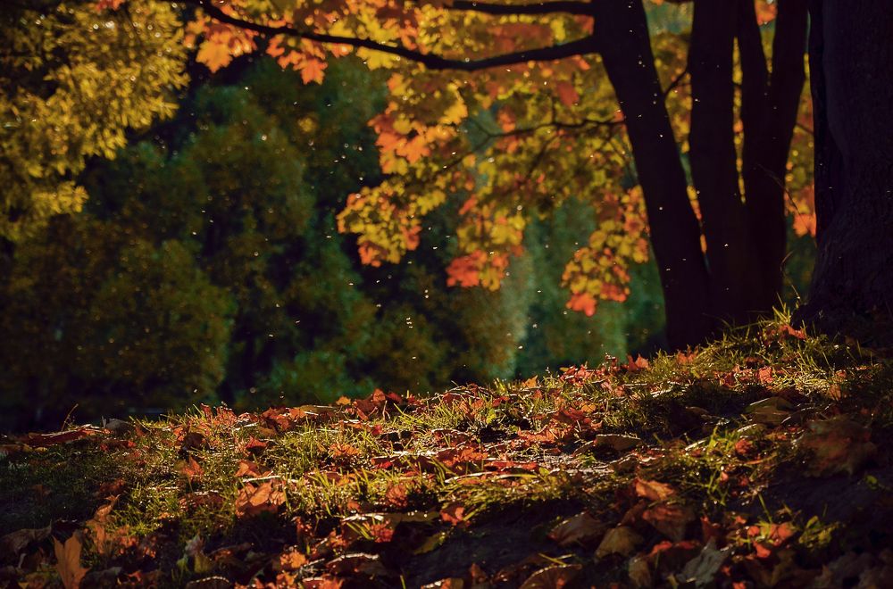 autumn