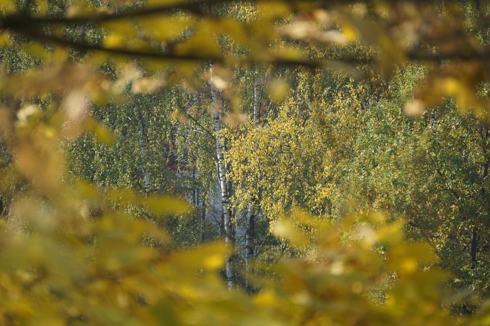 Photograph by Алфия Бугакова