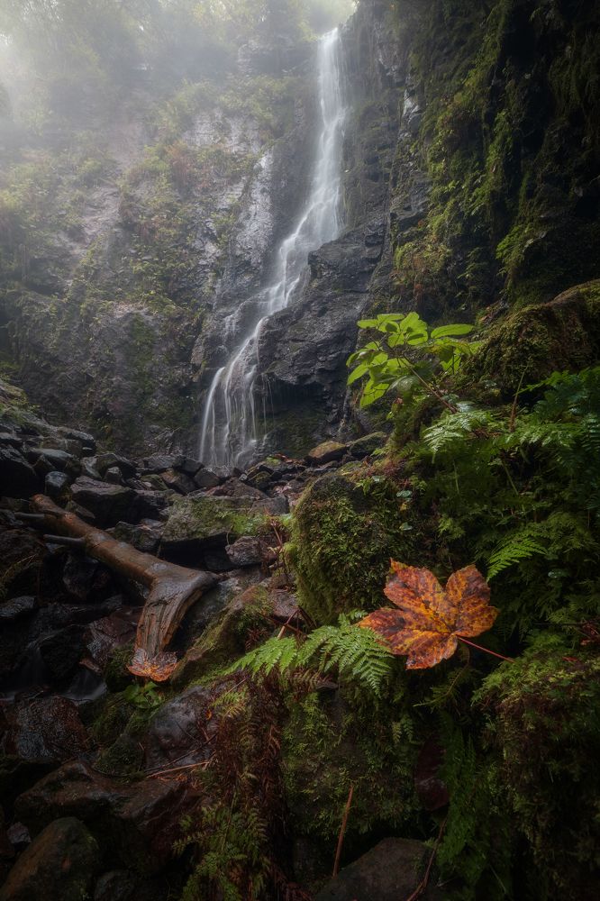 The Leaf, The Mist & The Waterfall