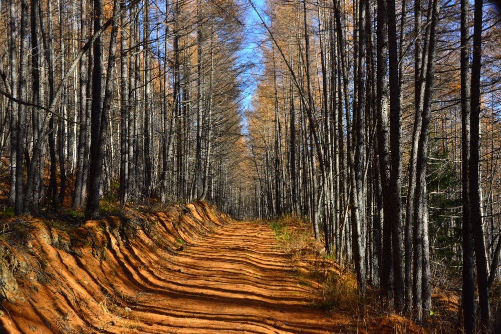 Золотая осень