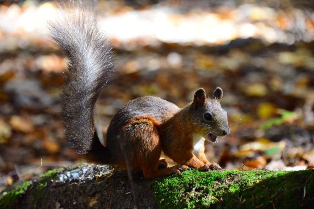 Белка в осеннем лесу