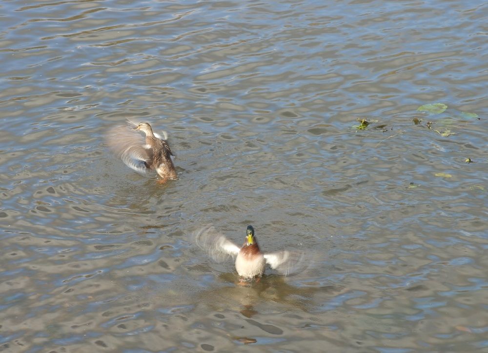 Photograph by Ирина Дронова