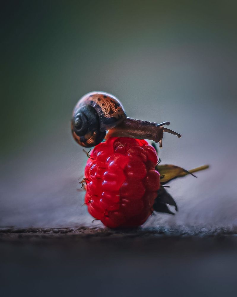 Аппетитная малинка