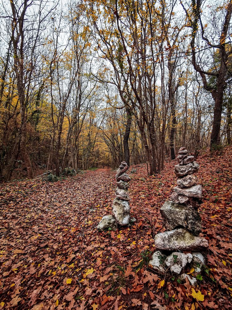 Autumn Forest - Golden Sands