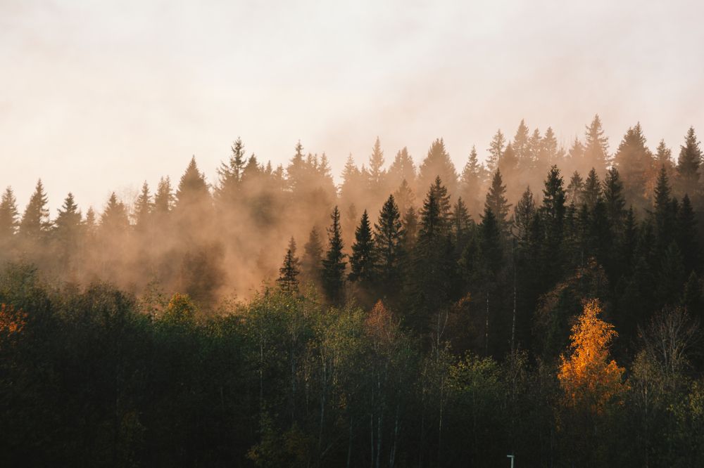 Photograph by Елена Копылова