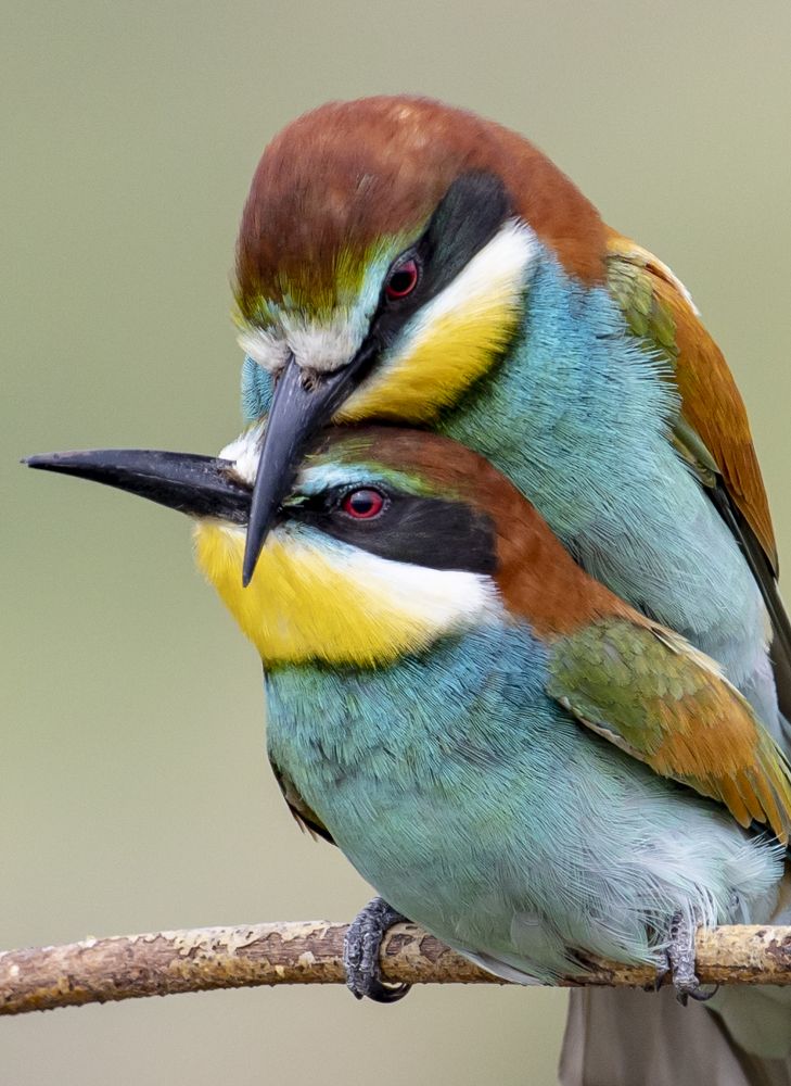 Сладкая парочка