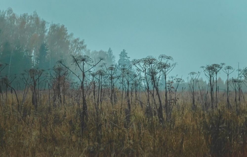 Туманный вечер.