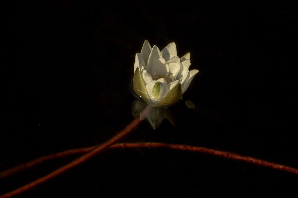 Photograph by Юлия Куликова