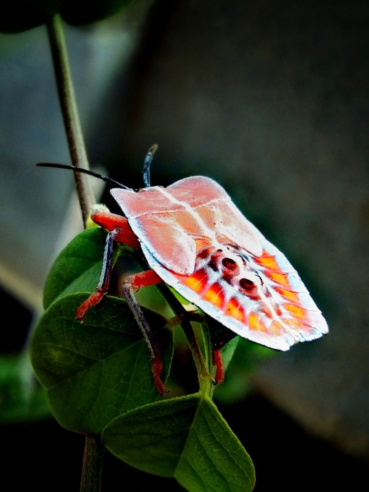 Male Acanthosoma labiduroides (Red)