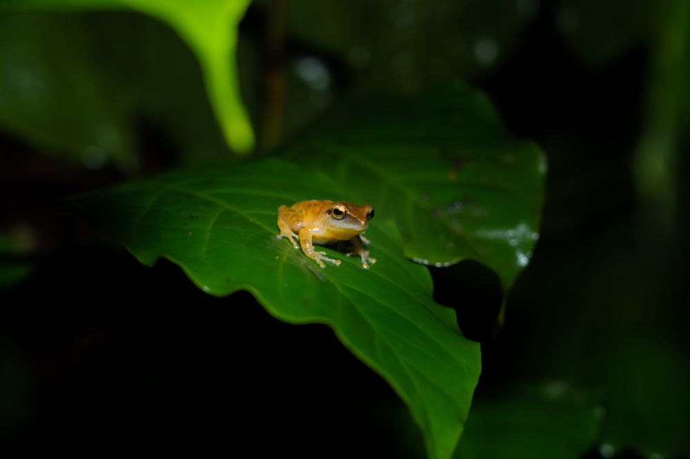 A frog on leaf