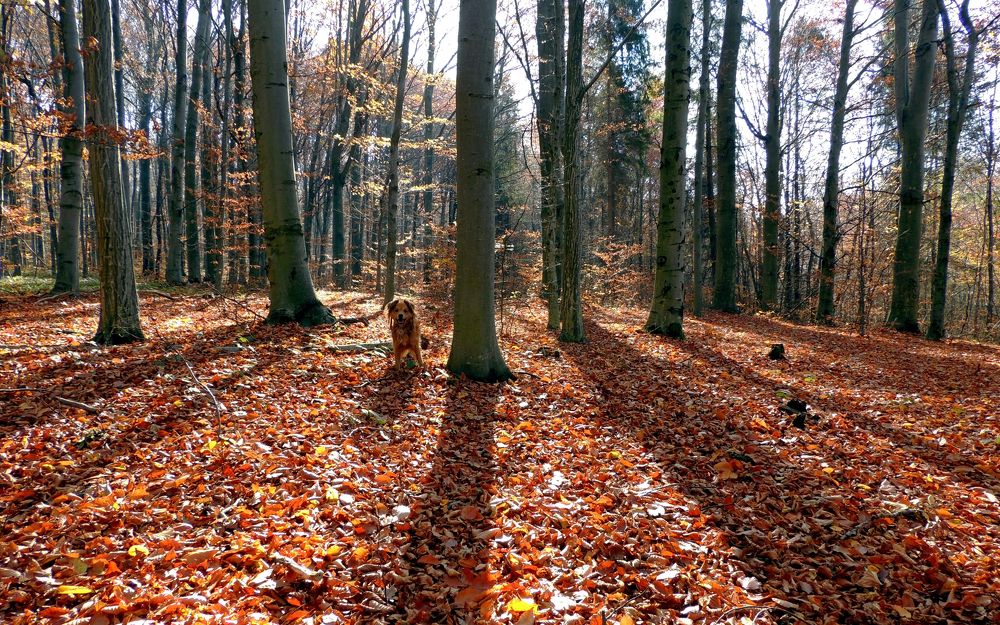 Photograph by Іван Березовський