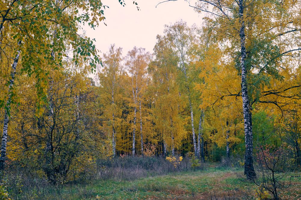 birch in the autumn forest