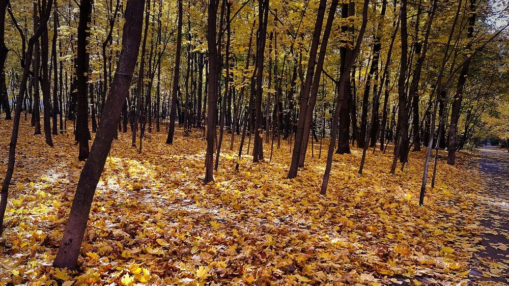 Photograph by Алина Веремеенко