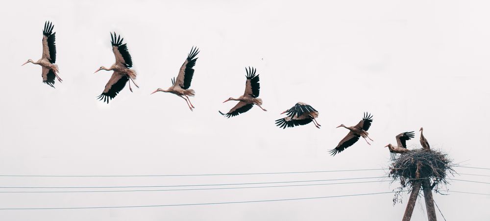 Крылатый вояж