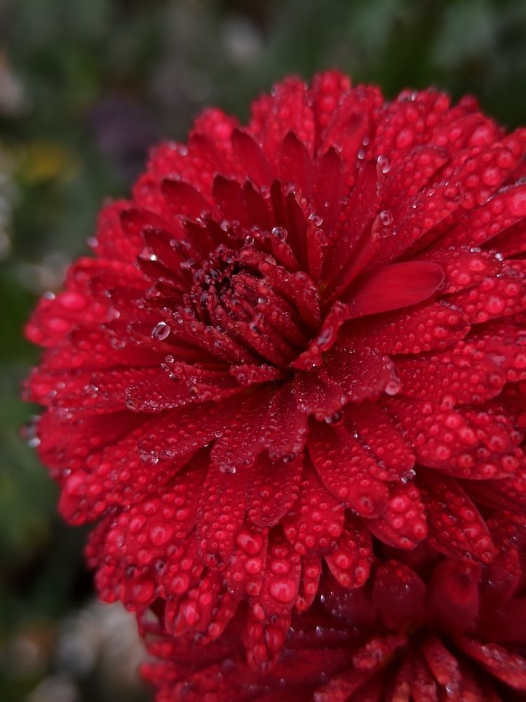 Капельки росы