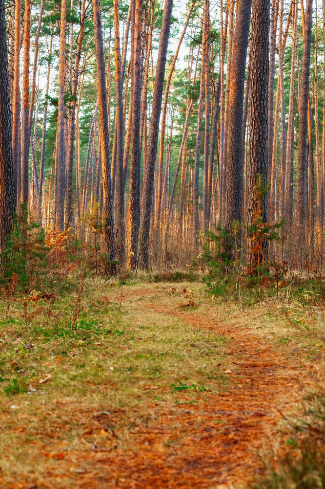 Фотография автора Oleg Podlesnykh