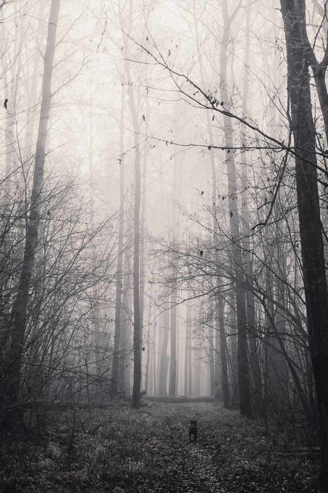 Фотография автора Dmitry Leonov