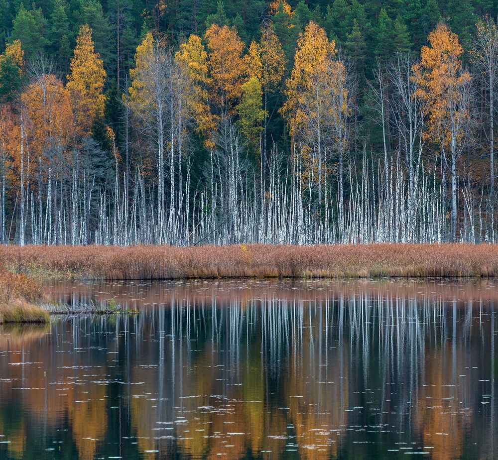 Photograph by Крицак Ольга