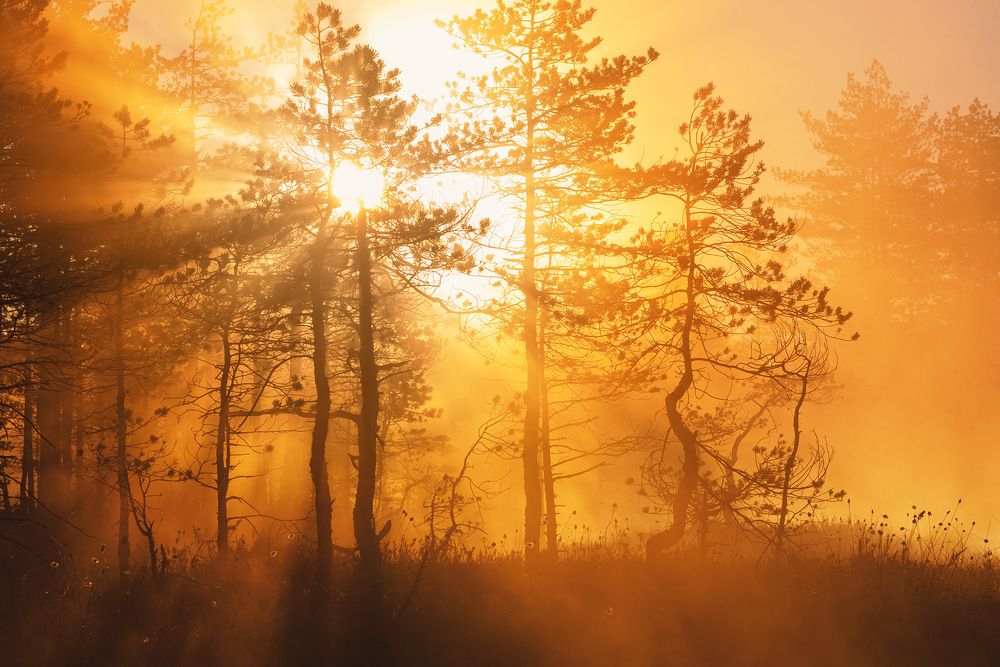 Photograph by Крицак Ольга