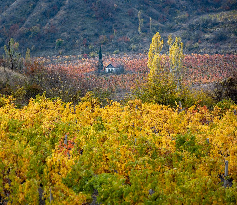 цвет октября