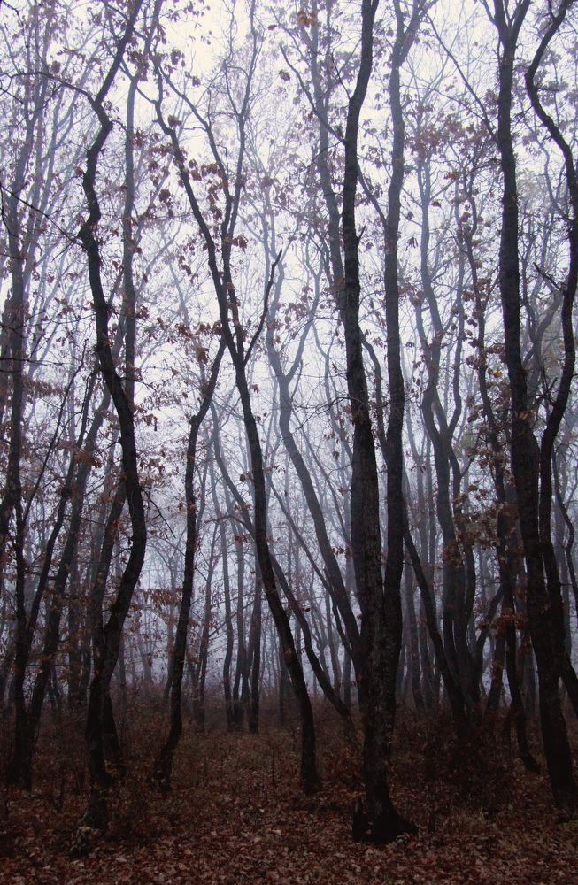 Photograph by Юлия