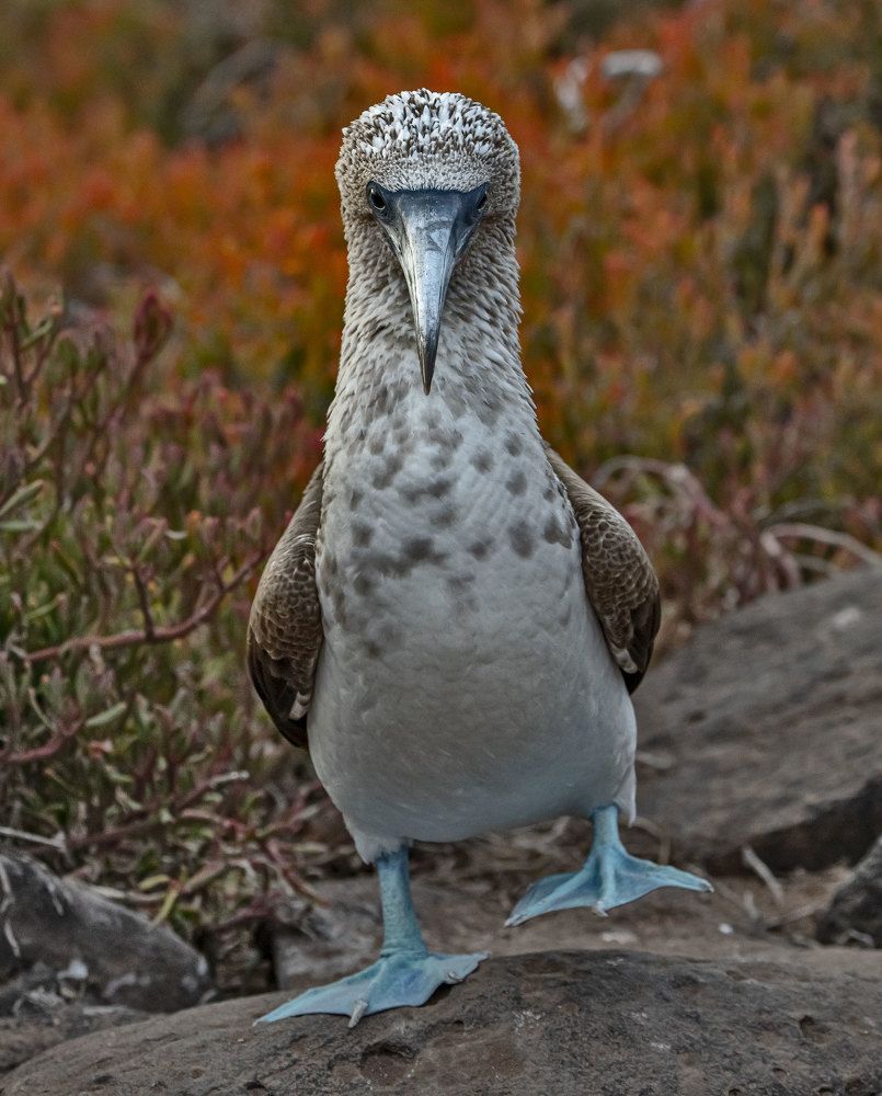Blue Feet Bobo dance.