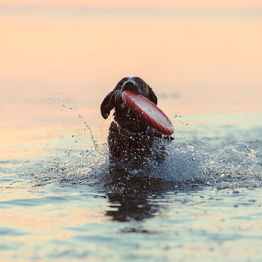 Photograph by Photo Lesnoe