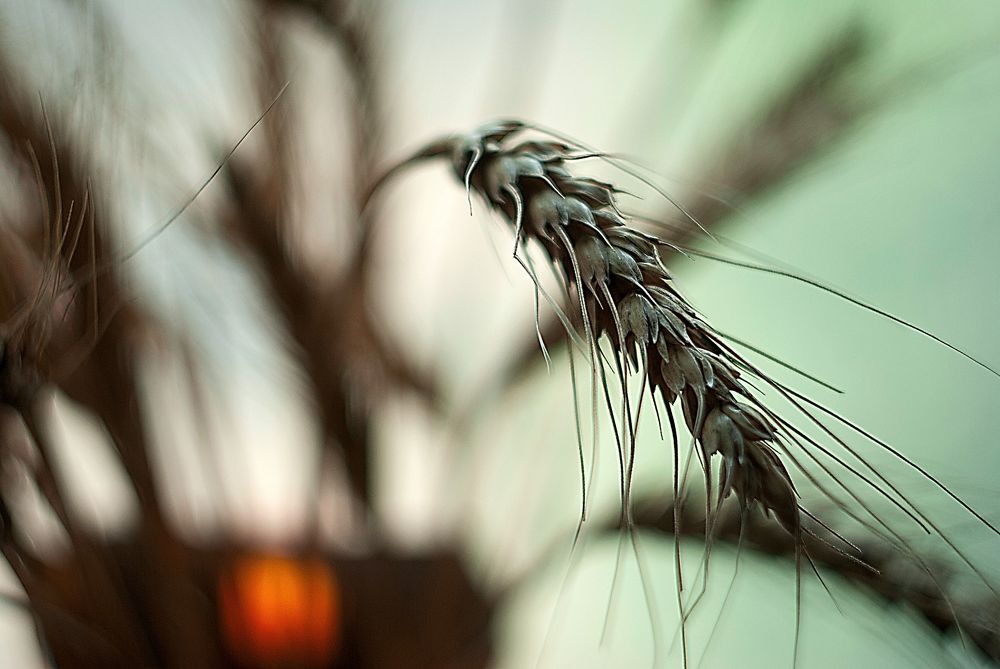 Фотография автора Елена Савельева