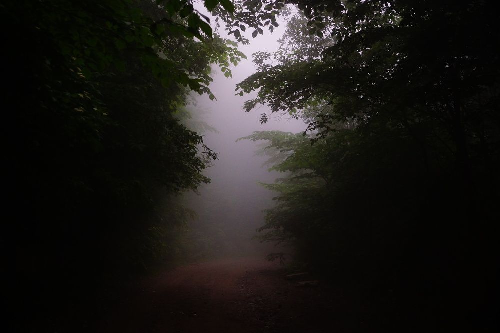 Ворота в туман