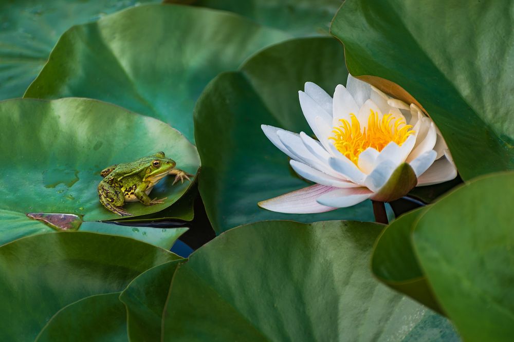 Photograph by Крицак Ольга