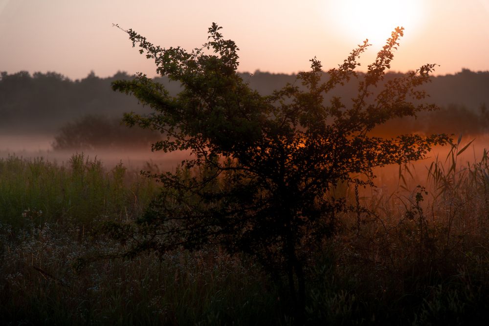 Утренняя роса