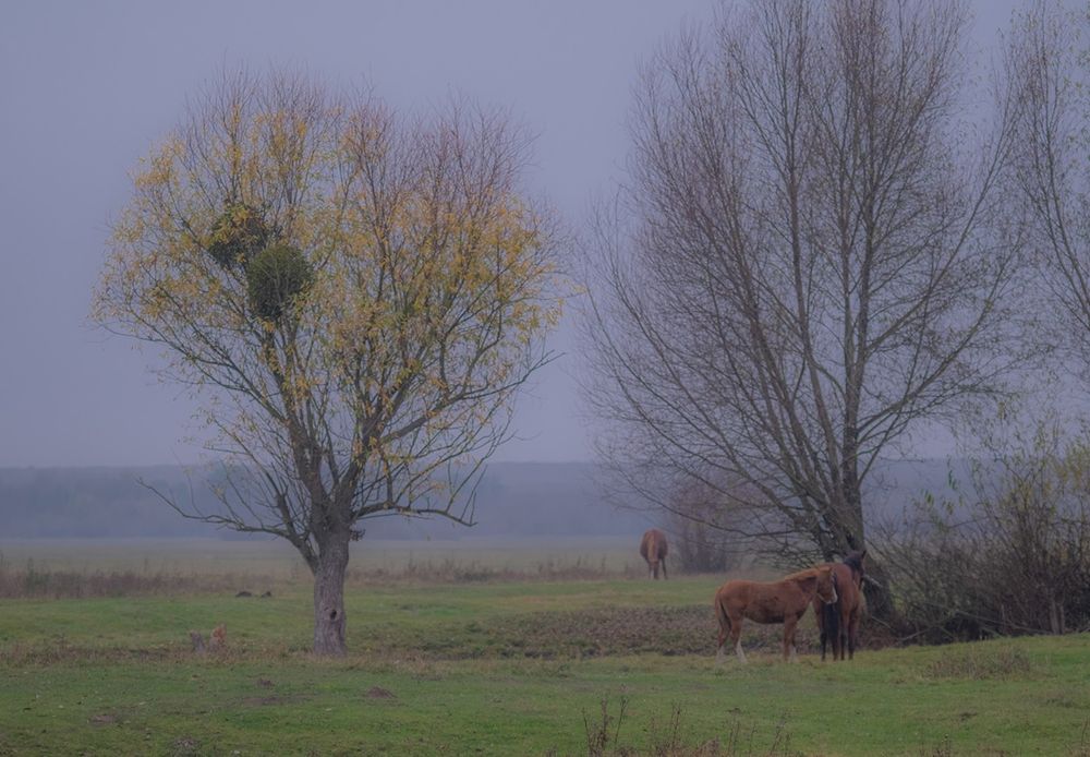 Photograph by Юрий Петруняк