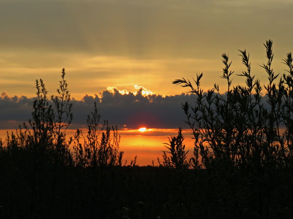Grass against the background of the setting sun