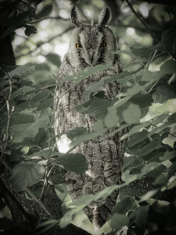 Фотография автора Remus Lucescu