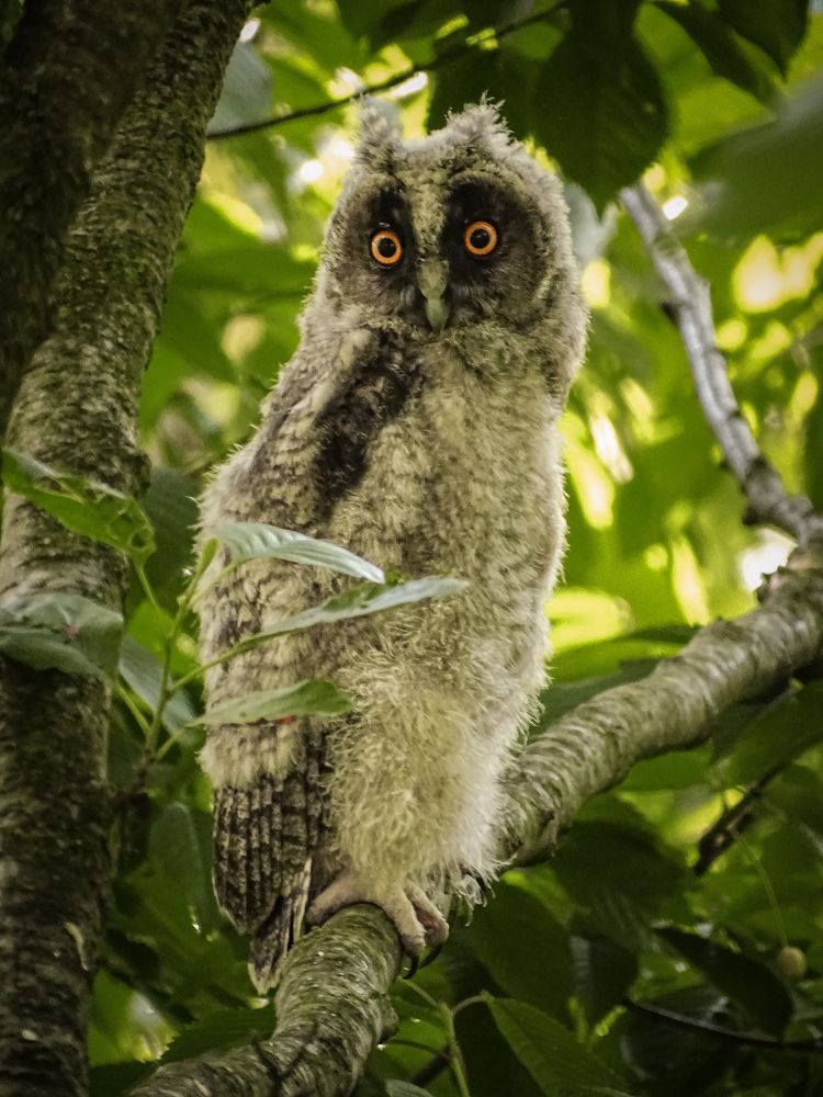 Фотография автора Remus Lucescu