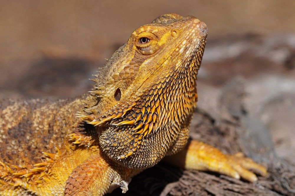 Photograph by Tamir Mor