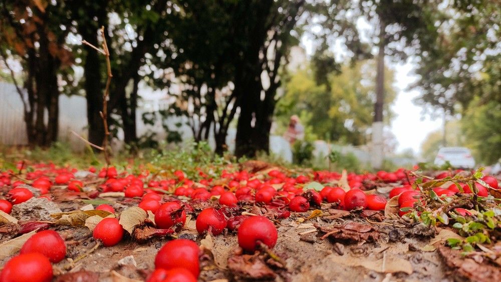 Photograph by Елена Рогова