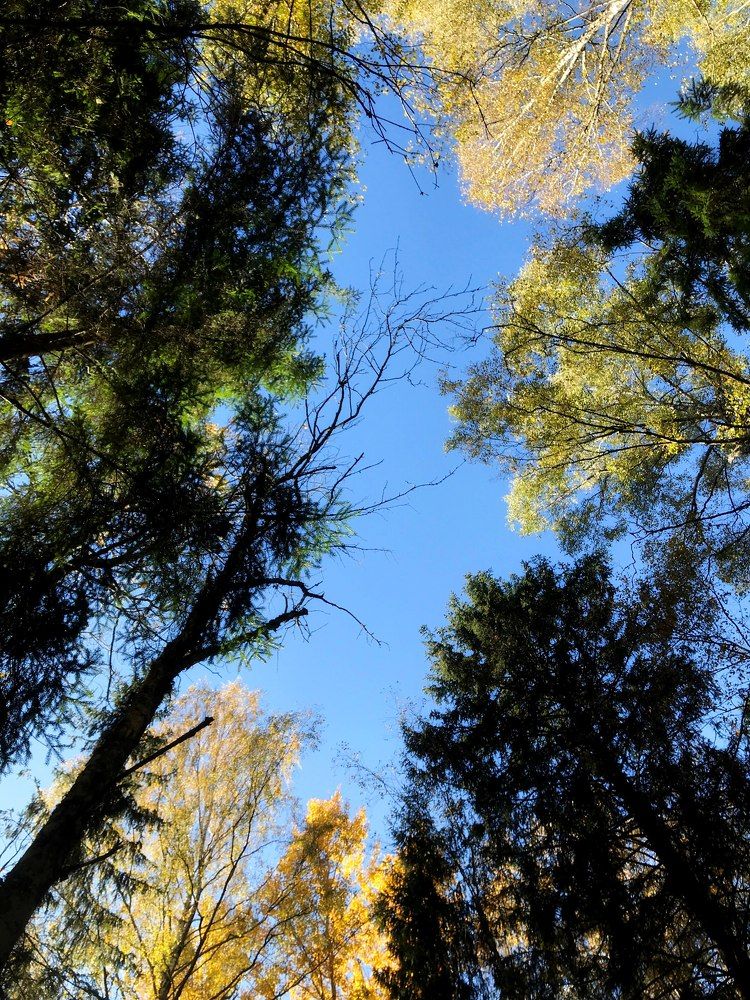 Красота осени