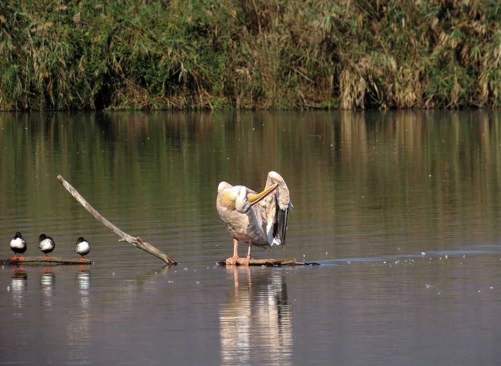 Photograph by Drora Baharal