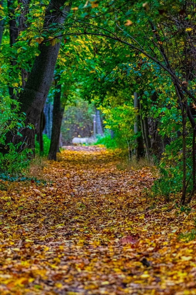alleyway at a park in autumn