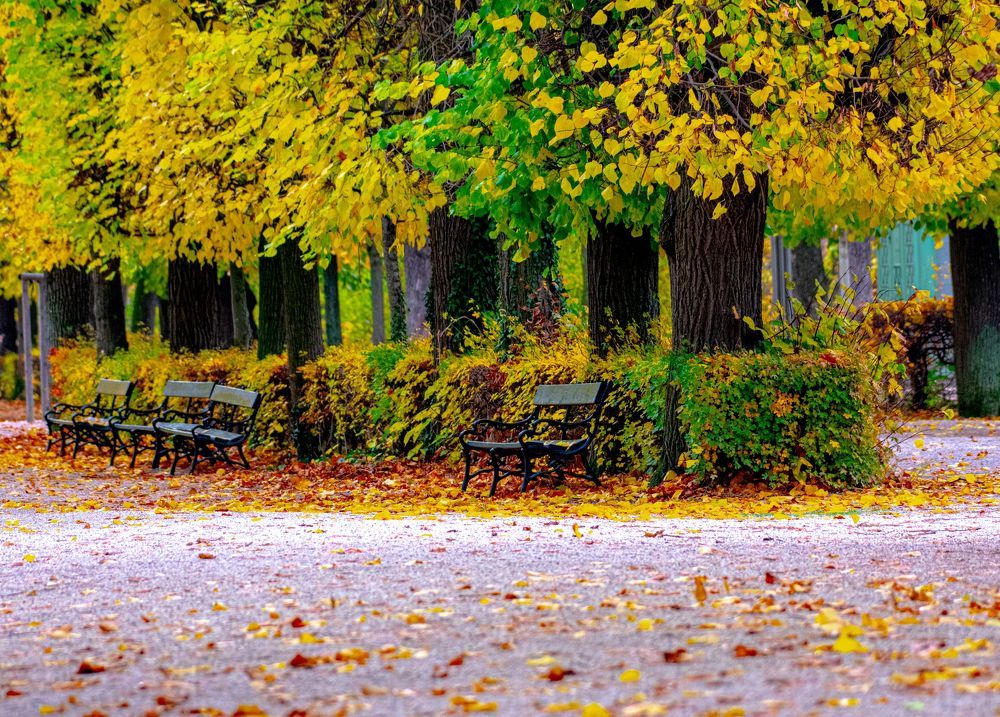 benches in an autumn park