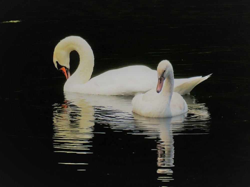 Лебедь вдовец и его сын. The swan is a widower and his son.