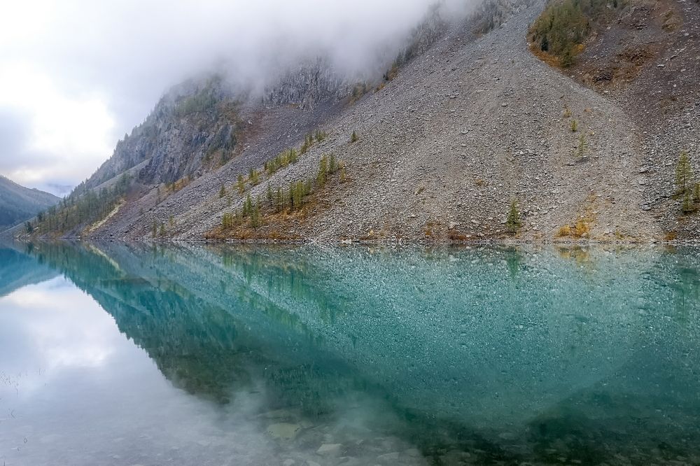 Шавла утренняя.