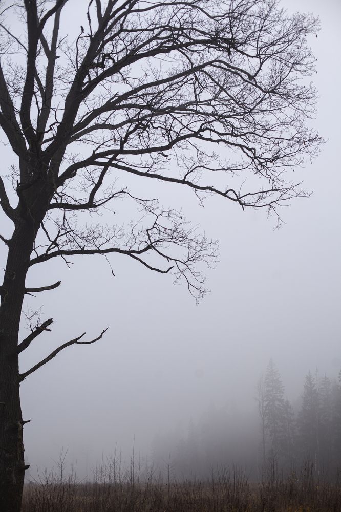 парк Ольгино.туман.