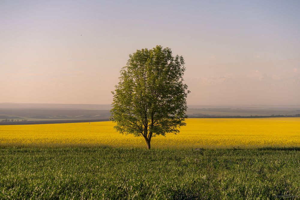 Рапсовый рассвет