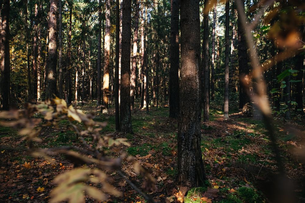 Photograph by Михаил Балабин